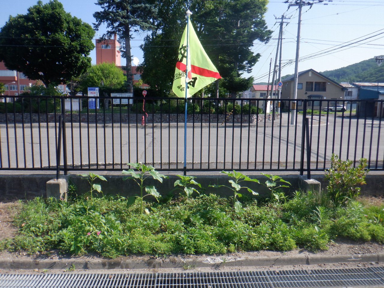 ひまわりグングン成長中
