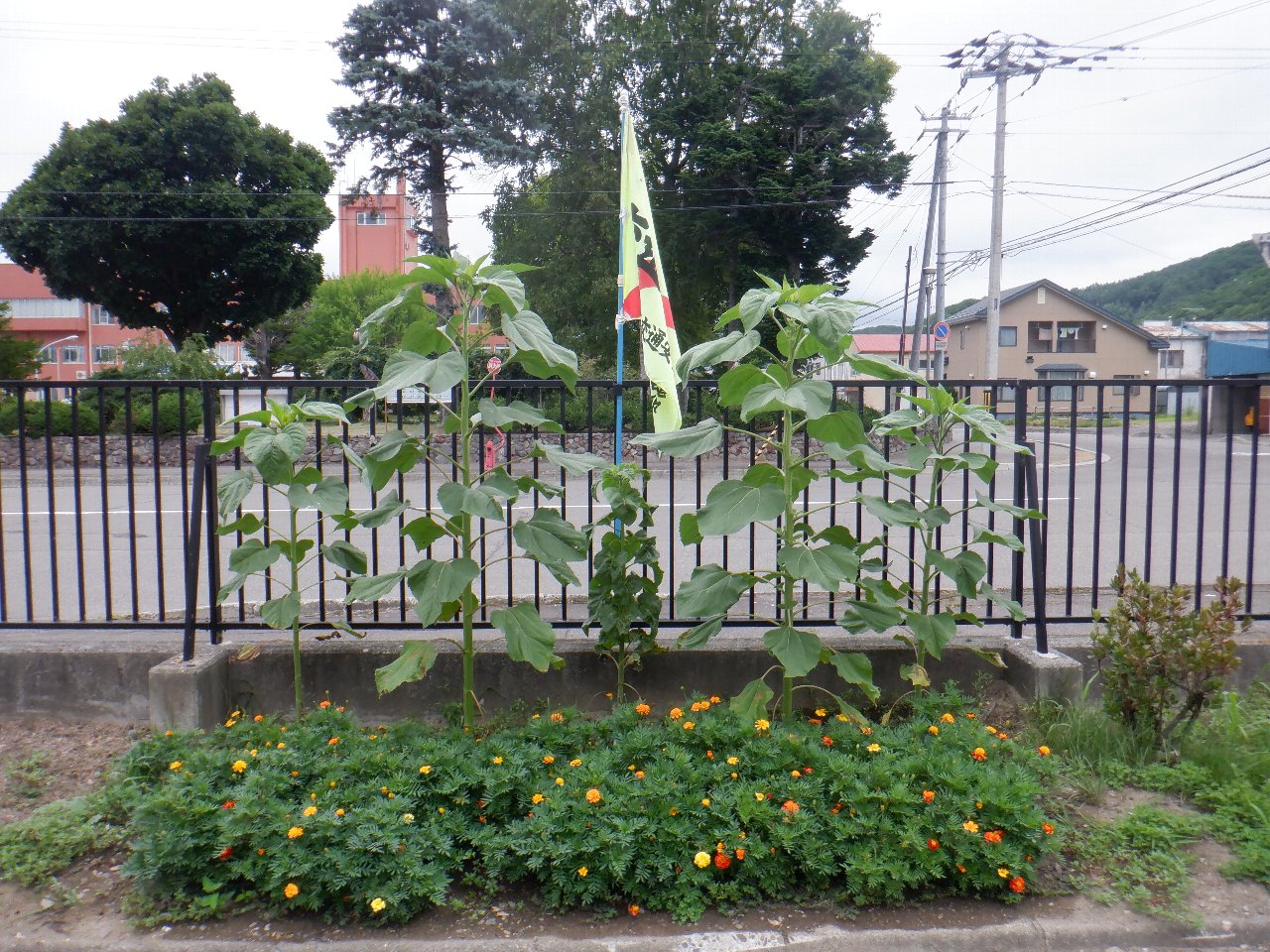 ひまわり開花まであと少し