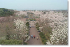 オニウシ公園写真