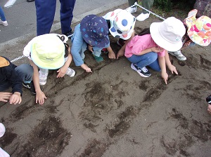 子どもたちがひまわりの種を植えているようす