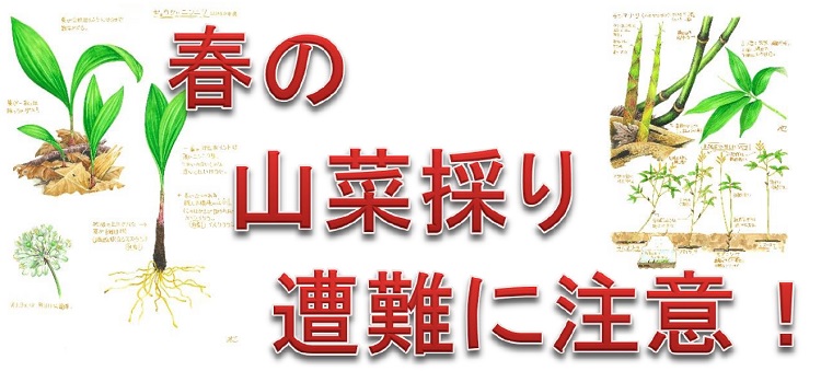 春の山菜採り遭難に注意！